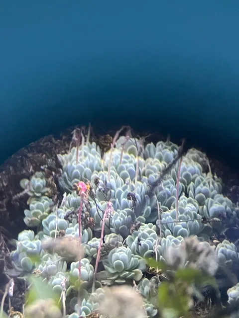 Mexican snow ball (Echeveria elegans)