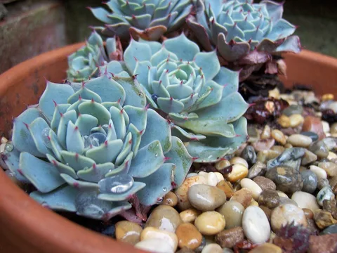 Mexican snow ball: Echeveria Elegans