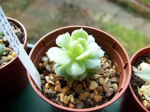Mexican snow ball: Echeveria Albicans