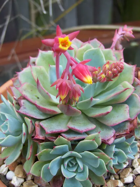 Mexican snow ball: Echeveria Elegans