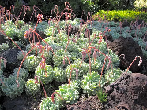 Mexican snow ball: Echeveria elegans Garden planting in style of the Huntington Gardens Desert Garden in California.