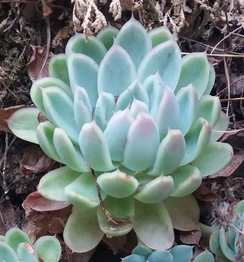 Mexican snow ball (Echeveria elegans)