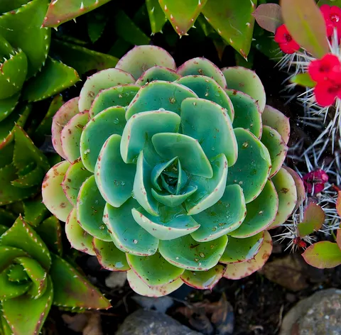 Mexican snow ball: Mexican Gem ( Echeveria elegans ), mill garden, Sierra of Saint Philip, Setubal, Portugal