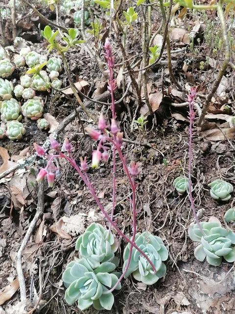 Mexican snow ball (Echeveria elegans)