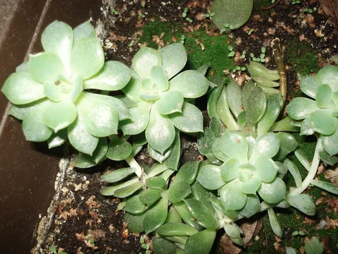 Mexican snow ball: Echeveria. In flower pot on my windowsill in Riga