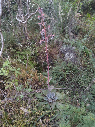 Echeveria gibbiflora (Echeveria gibbiflora)