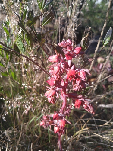 Echeveria gibbiflora (Echeveria gibbiflora)