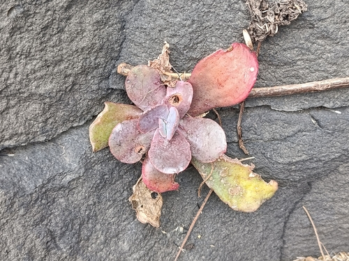Echeveria gibbiflora (Echeveria gibbiflora)