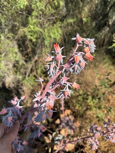 Echeveria gibbiflora (Echeveria gibbiflora)