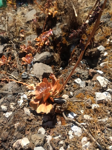 Echeveria gibbiflora (Echeveria gibbiflora)