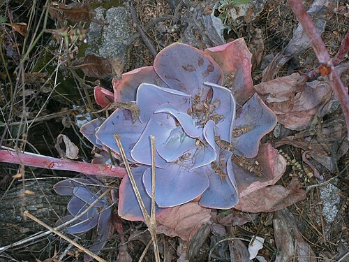 Echeveria gibbiflora: Echeveria gibbiflora en hábitat. Reserva Pedregal de San Ángel, México, D.F.