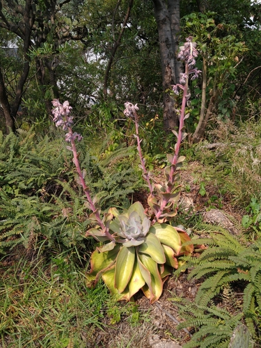 Echeveria gibbiflora (Echeveria gibbiflora)
