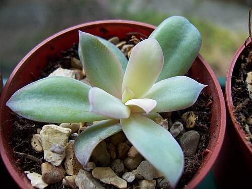 Echeveria gibbiflora: Echeveria gibbiflora car carunculata