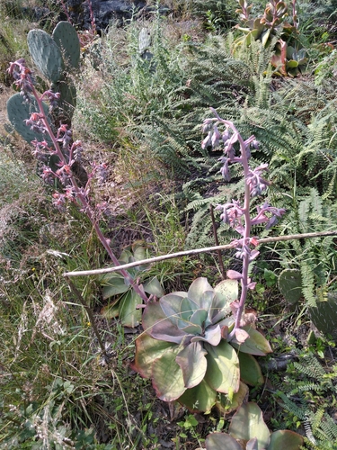 Echeveria gibbiflora (Echeveria gibbiflora)