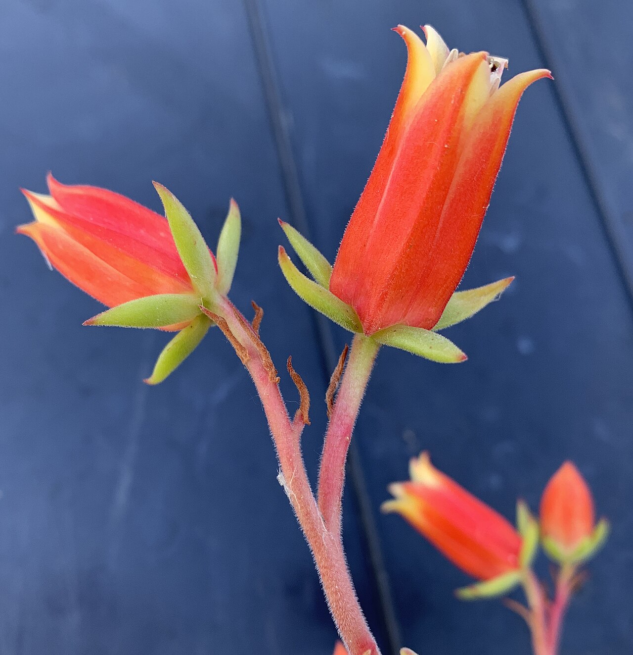 Echeveria harmsii: Nahaufnahme der Blüte von Echeveria harmsii , in Kultur