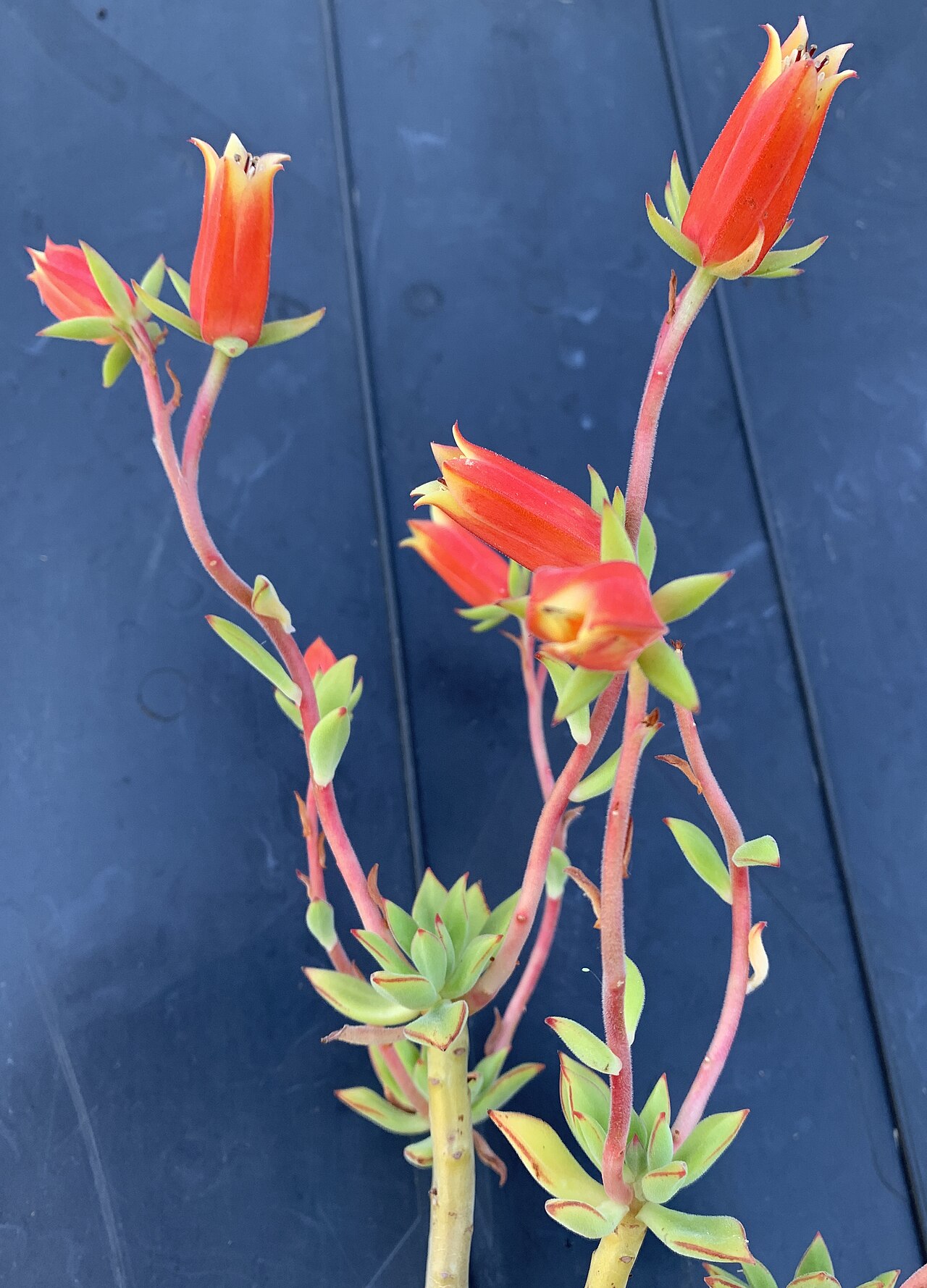 Echeveria harmsii: Echeveria harmsii , in Kultur