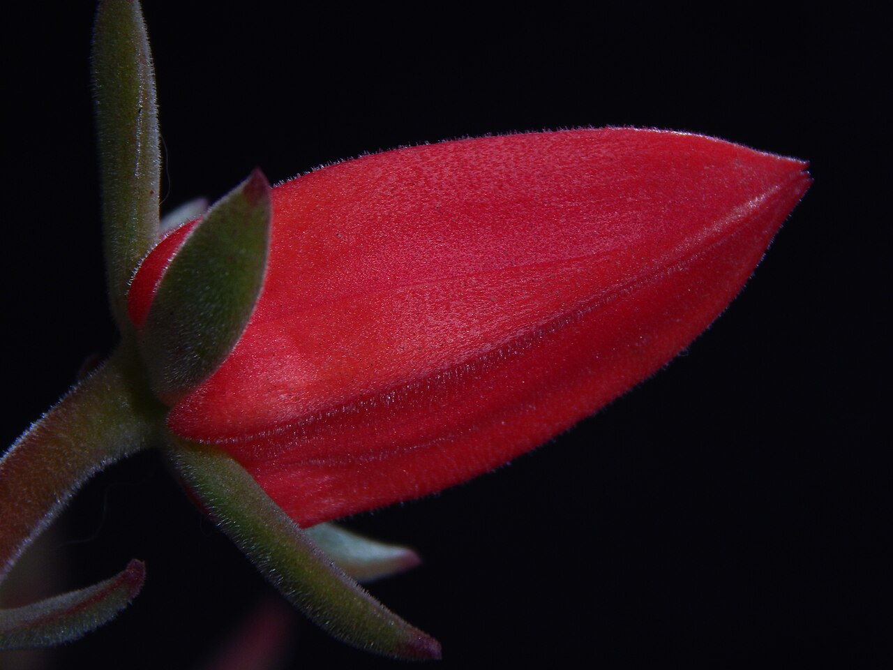 Echeveria harmsii: Flor