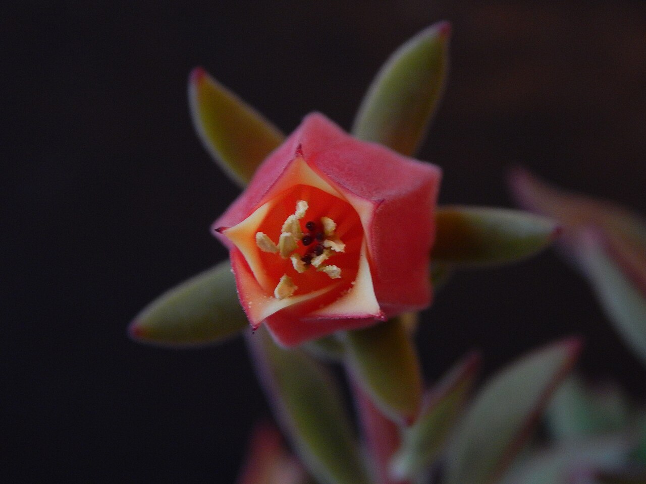 Echeveria harmsii: parte sexual
