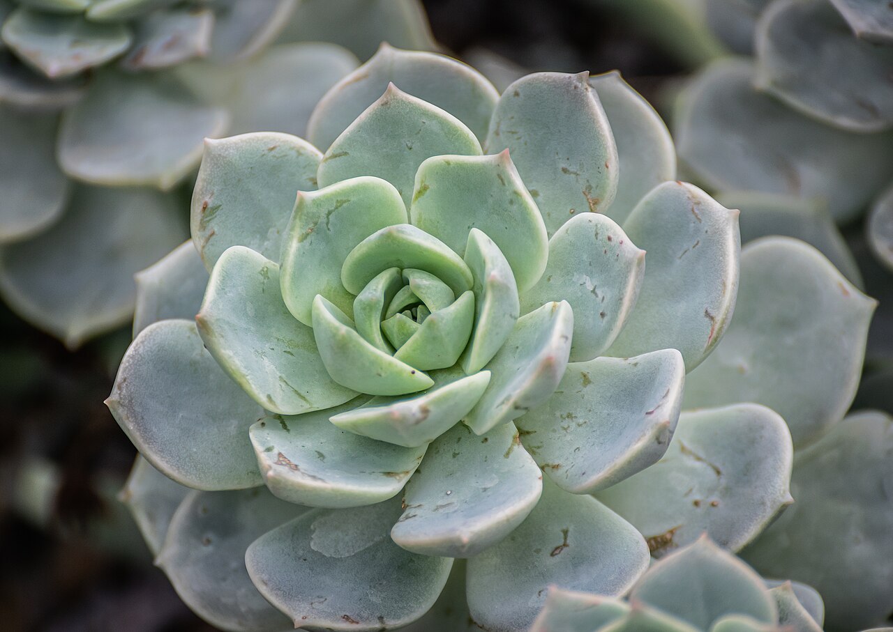 Echeveria harmsii: Echeveria harmsii in Botanischer Garten Münster, North Rhine-Westphalia, Germany