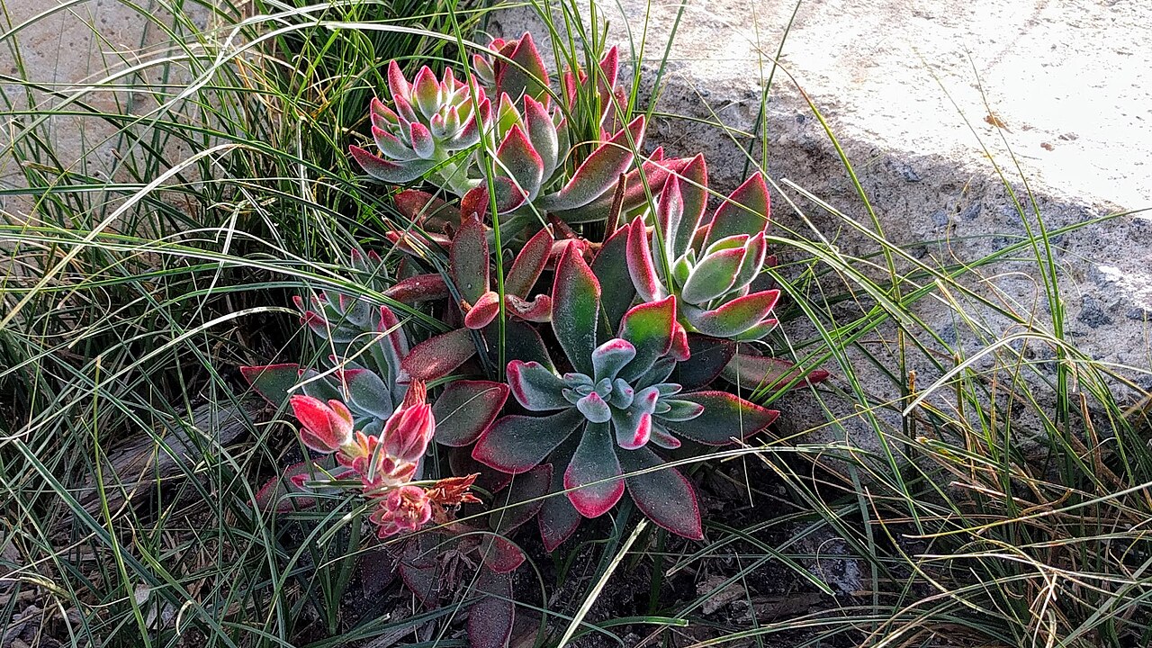 Echeveria harmsii: Echeveria harmsii ‘Ruby Slippers’