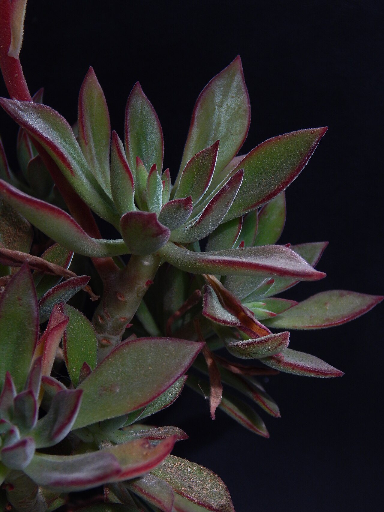 Echeveria harmsii: Hojas
