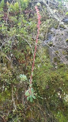 Echeveria helmutiana (Echeveria helmutiana)
