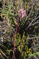 Echeveria juarezensis (Echeveria juarezensis)