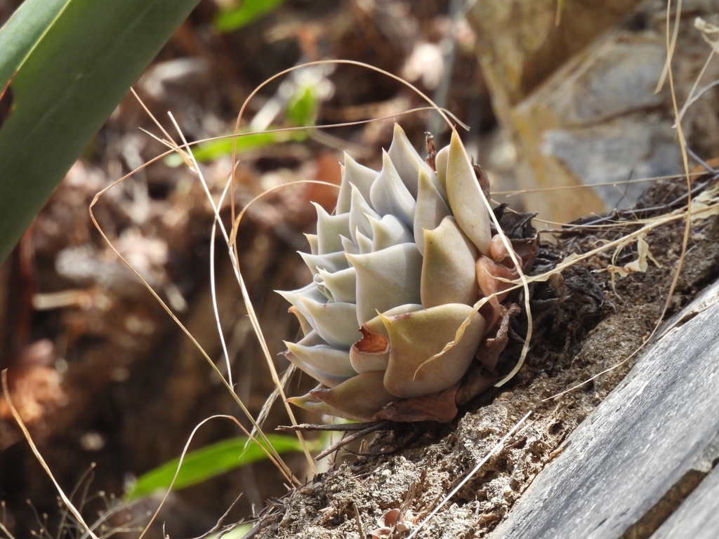 Echeveria juliana (Echeveria juliana)