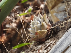Echeveria juliana (Echeveria juliana)