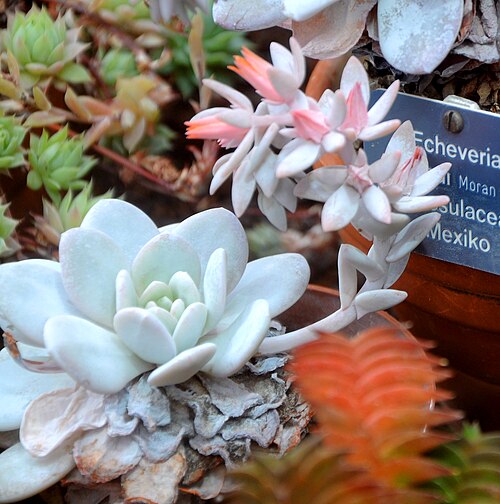 Echeveria laui: Echeveria laui