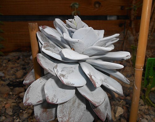 Echeveria laui: Echeveria laui , Ogród Botaniczny UMCS w Lublinie.