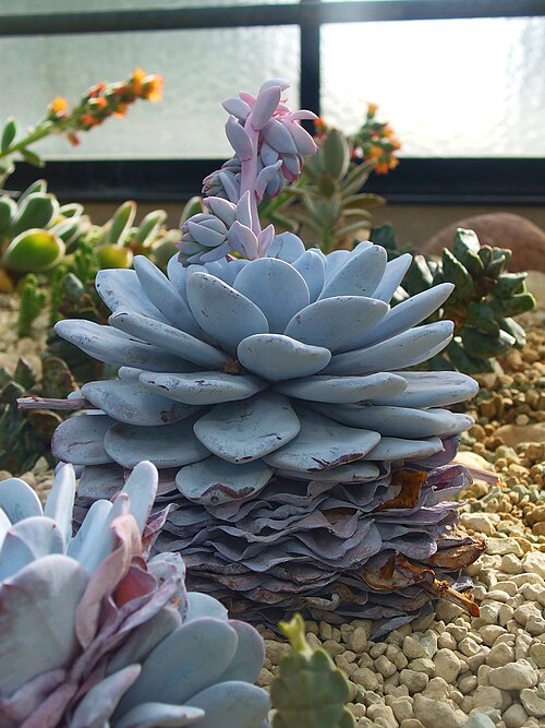 Echeveria laui: Echeveria laui , Crassulaceae, habitus; Botanic Garden Universiy Tübingen, Germany.