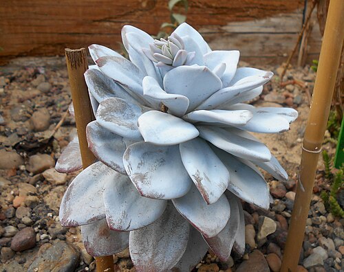 Echeveria laui: Echeveria laui , Ogród Botaniczny UMCS w Lublinie.