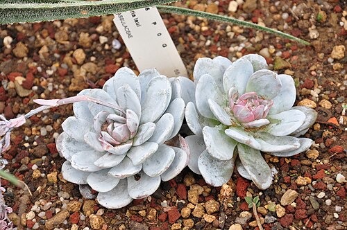 Echeveria laui: Botanischer Garten der Universität Zürich in Zürich- Weinegg ( Switzerland ) : Echeveria laui