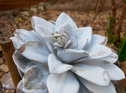 Echeveria laui: Echeveria laui , Ogród Botaniczny UMCS w Lublinie.