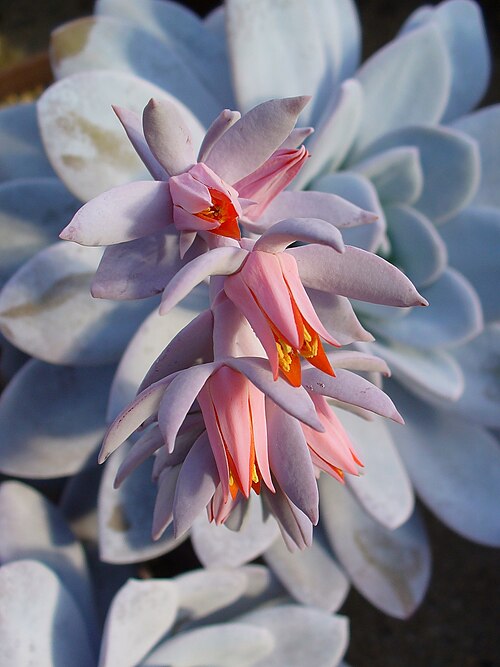 Echeveria laui: Flowers; Botanic Garden University of Heidelberg, Heidelberg, Germany.
