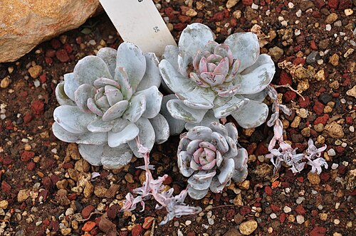 Echeveria laui: Botanischer Garten der Universität Zürich in Zürich- Weinegg ( Switzerland ) : Echeveria laui