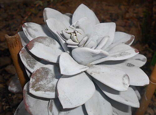 Echeveria laui: Echeveria laui , Ogród Botaniczny UMCS w Lublinie.