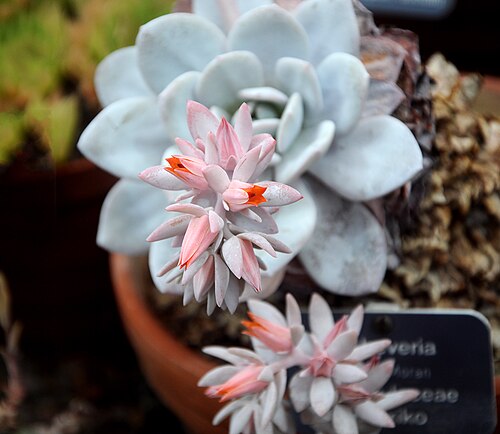 Echeveria laui: Echeveria laui
