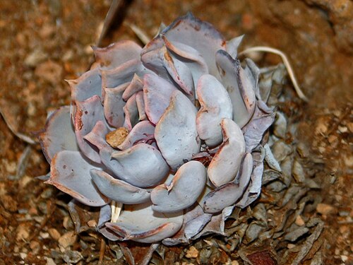 Echeveria lilacina: Echeveria lilacina at the botanical garden of Villa Durazzo-Pallavicini , Genova Pegli