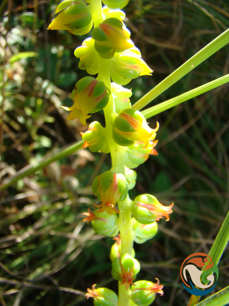 Echeveria megacalyx (Echeveria megacalyx)