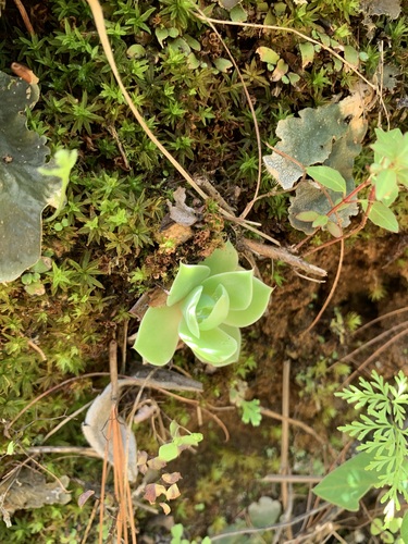 Echeveria megacalyx (Echeveria megacalyx)