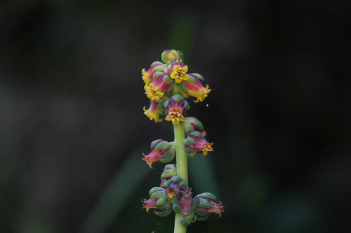 Echeveria megacalyx (Echeveria megacalyx)
