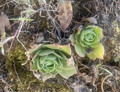 Echeveria megacalyx (Echeveria megacalyx)
