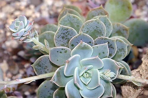 Echeveria multicaulis: Location taken: the New York Botanical Garden. Names: Echeveria multicaulis Rose, Copper ros Classification: Plantae > Magnoliophyta > Magnoliopsida > Saxifraga