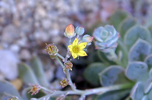 Echeveria multicaulis: Location taken: the New York Botanical Garden. Names: Echeveria multicaulis Rose, Copper ros Classification: Plantae > Magnoliophyta > Magnoliopsida > Saxifraga
