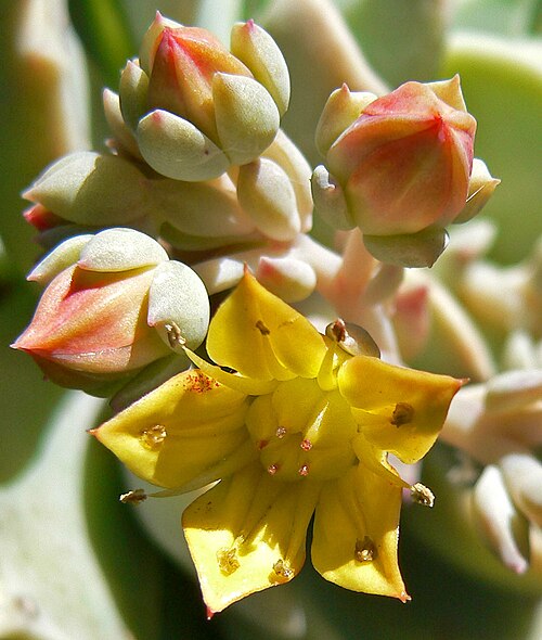 Echeveria multicaulis: Echeveria multicaulis at the University of California Botanical Garden , Berkeley, California