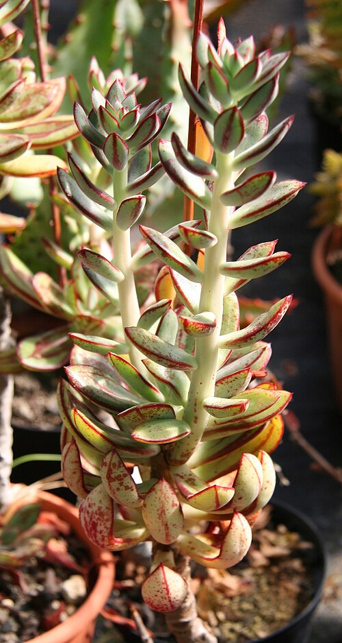 Echeveria nodulosa: Echeveria nodulosa