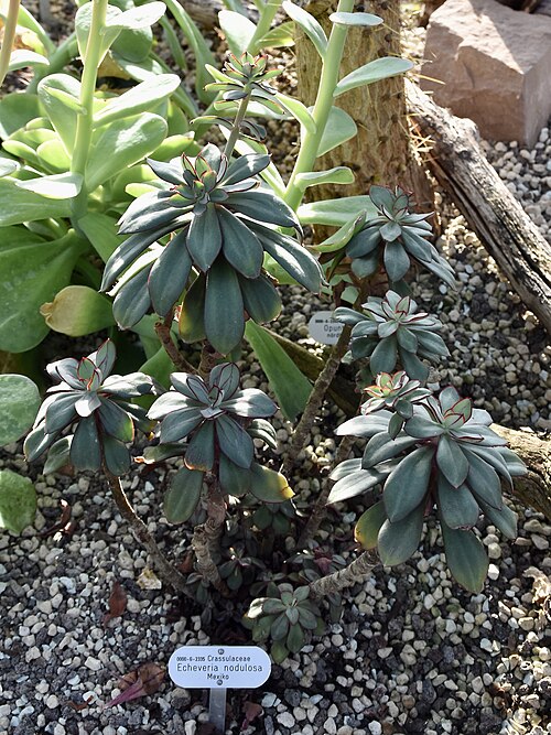 Echeveria nodulosa: Echeveria nodulosa PAINTED ECHEVERIA. Berggarten Hannover.