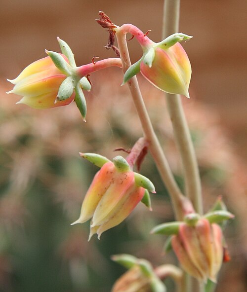 Echeveria nodulosa: Echeveria nodulosa , Ausschnitt aus einem Blütenstand